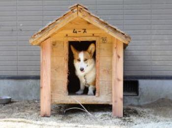 噛み癖のあるコーギー犬の犬小屋 