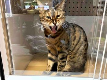 猫の防音ケージカバー(5タイプ) 猫の防音ケージカバー(5タイプ)