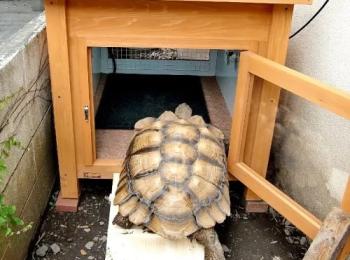 ケジメリクガメの小屋 ケジメリクガメの小屋