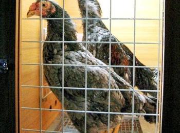 軍鶏の小屋(防音ハウス) 軍鶏の小屋(防音ハウス)