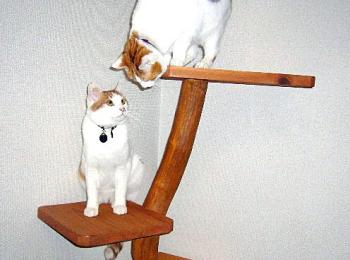 自然木のキャットタワー 自然木のキャットタワー