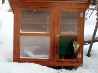 犬が入りやすい犬小屋製作風景