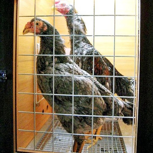 犬小屋製作工房K - 軍鶏の小屋（防音ハウス）
