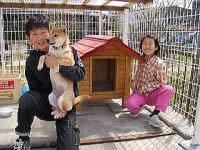 中型犬用ログタイプ柴犬