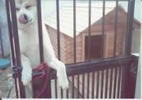 大型犬用校倉タイプ秋田犬