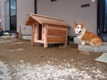 噛み癖のあるコーギー犬の犬小屋 