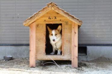 修理後 キレイになりました。木材だから交換も簡単です。 K様からの犬小屋設置写真2