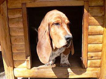 鋭角的な屋根のお洒落な犬小屋(ログタイプカット) 鋭角的な屋根のお洒落な犬小屋(ログタイプカット)