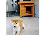 柴犬の犬小屋