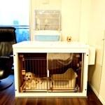 早朝の無駄吠え対策