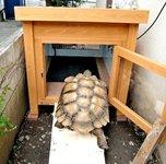 カメにも小屋がいる