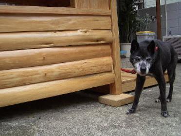 橋本様からの犬小屋設置写真3