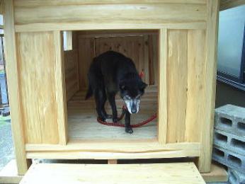 老犬の犬小屋 老犬の犬小屋