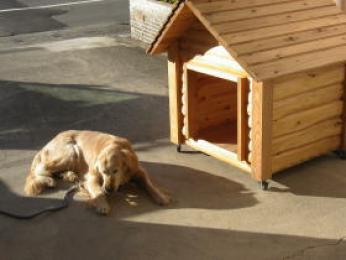 ラブラドールの犬小屋