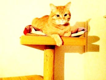 自然木のキャットタワー 自然木のキャットタワー
